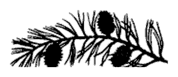 Pinecone