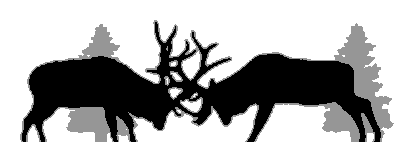 Bull Elk 1