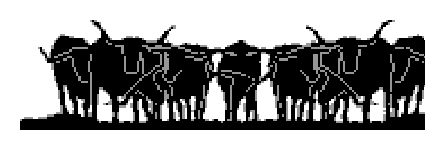 Longhorns