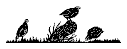 Quail